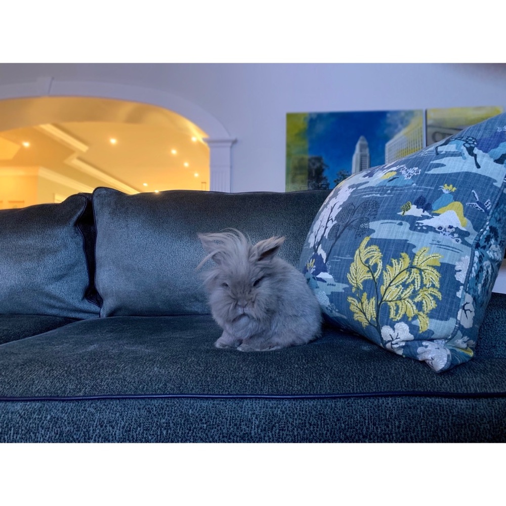 🐰 Meet Mochi 🐰